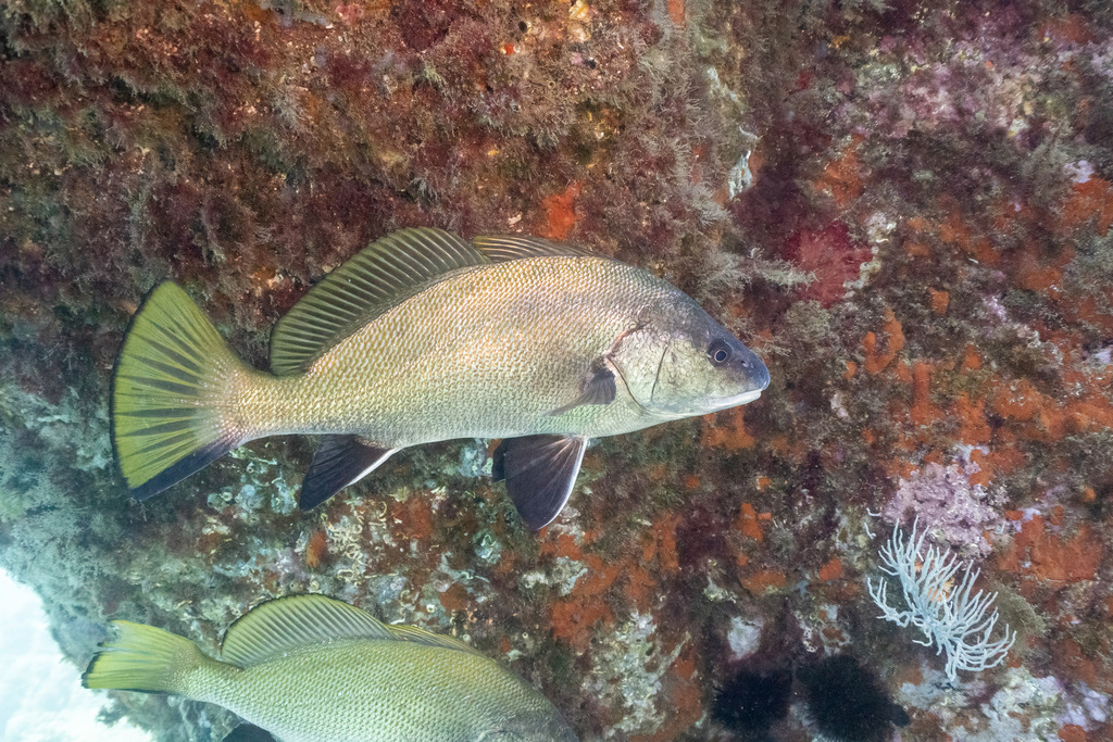 Brown Meagre in July 2022 by Adrien Tran Lu Y · iNaturalist