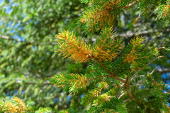 Chrysomyxa rhododendri