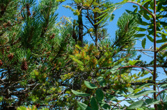 Chrysomyxa rhododendri