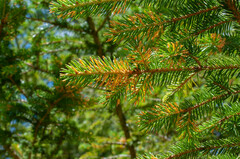 Chrysomyxa rhododendri