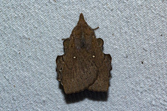 Rhinobombyx cuneata