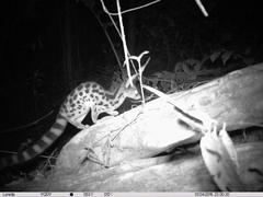 Spotted Linsang photo 4