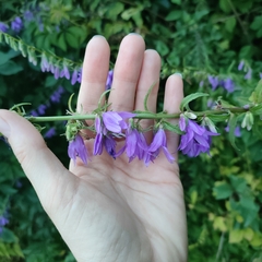 Campanula rapunculoides