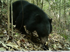 Ursus thibetanus