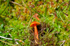 Hygrocybe aurantioviscida