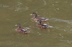 Anas platyrhynchos