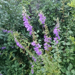 Campanula rapunculoides