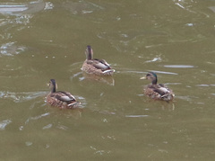 Anas platyrhynchos