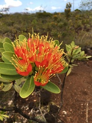 Xanthostemon aurantiacus