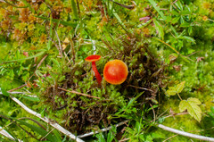 Hygrocybe aurantioviscida