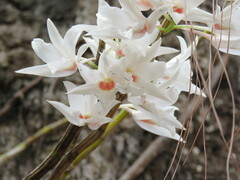 Dendrobium draconis