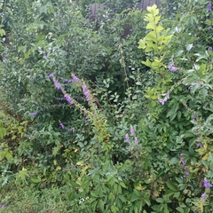 Campanula rapunculoides