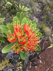 Xanthostemon aurantiacus