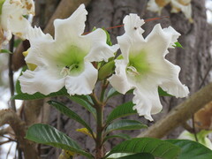 Beaumontia grandiflora