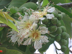 Duabanga grandiflora