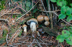 Cortinarius subtortus