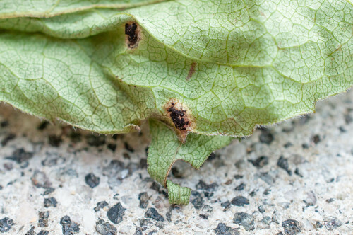 Puccinia virgaeaureae · iNaturalist