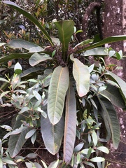 Meryta coriacea