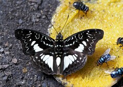 Euptera hirundo