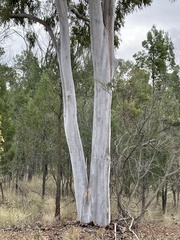 Eucalyptus chloroclada