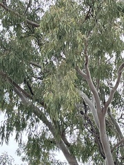Eucalyptus chloroclada