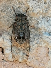 Cicada barbara
