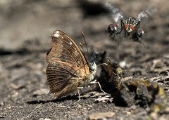 Euptera hirundo