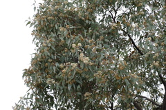 Eucalyptus chloroclada