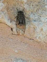 Cicada barbara