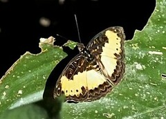 Euptera hirundo