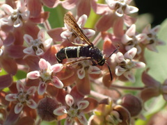 Paranthrene tabaniformis