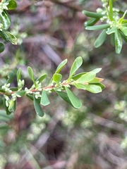 Styphelia mutica