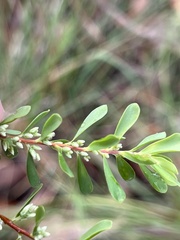 Styphelia mutica