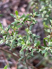 Styphelia mutica