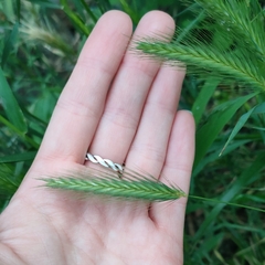 Hordeum murinum
