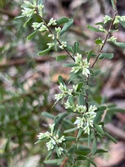 Styphelia mutica