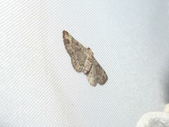 Gymnoscelis rufifasciata