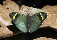 Euphaedra medon