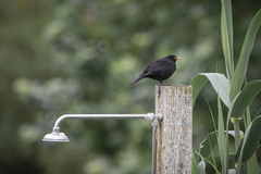 Turdus merula azorensis