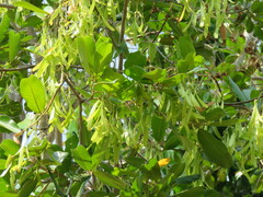 Anisoptera costata