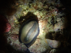 Scutus