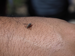 Symphoromyia