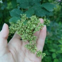 Humulus lupulus