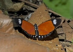 Euphaedra ruspina