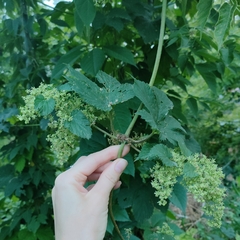 Humulus lupulus