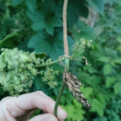 Humulus lupulus