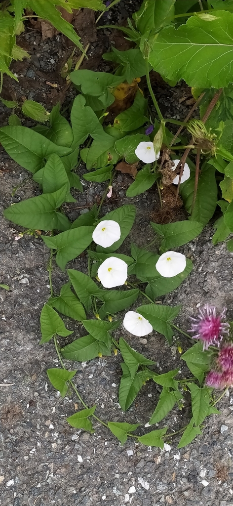 field bindweed from Карпинск, Свердловская обл., Россия on July 20 ...