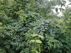 Humulus lupulus
