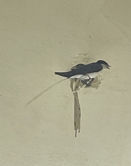Aves