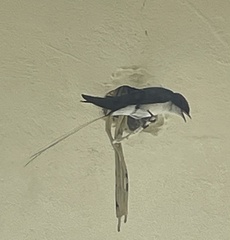 Aves